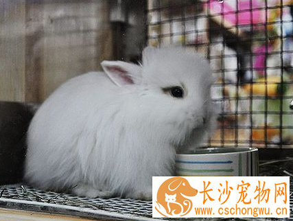 兔子食欲不振怎么办 怀孕会影响食欲