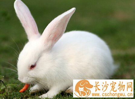 兔子牙齿太长怎么办 要给它准备磨牙棒