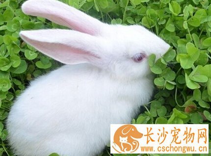 兔子臭怎么办 在厕所放木屑等垫料