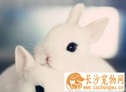 兔子不吃不喝怎么办 食物尽量不要单一