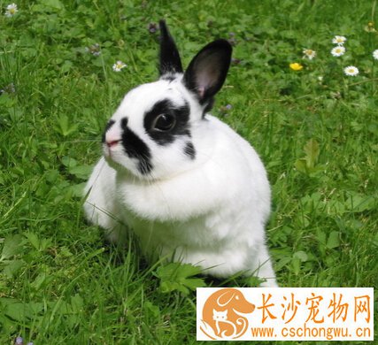 兔子不吃食怎么办 找出原因再治疗