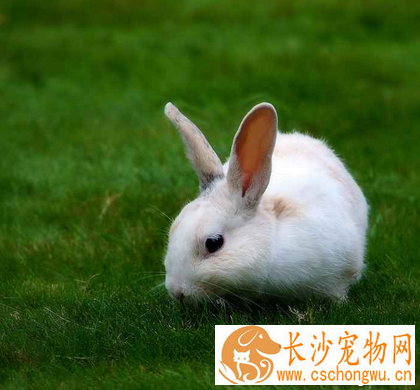 兔子脏了怎么办 不能让它耳朵进水