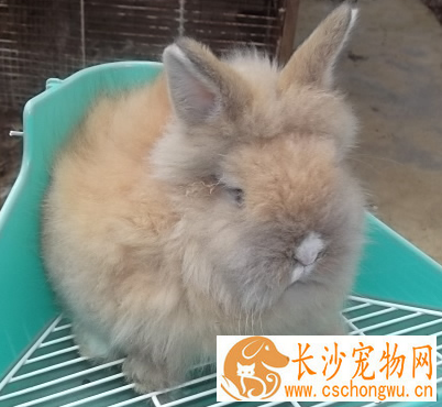 兔子不吃兔粮怎么办 换一下兔粮品牌