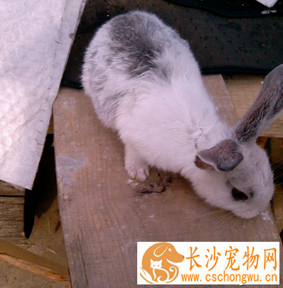 兔子不拉屎怎么办 有可能是积食便秘