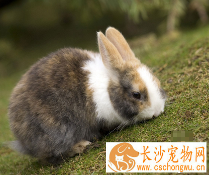 兔子不吃东西怎么办 适当换一下口味