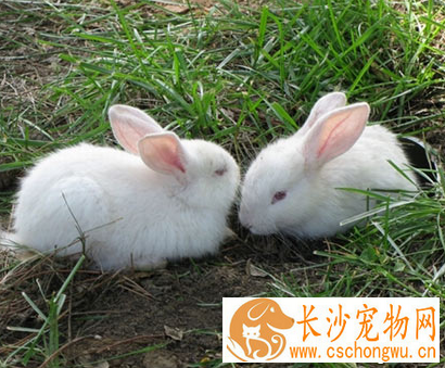 兔子不吃提草怎么办 换草的品牌或品种