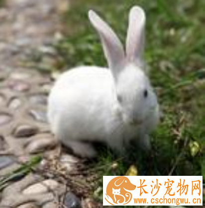 兔子不吃草怎么办 可适当调整食物口味