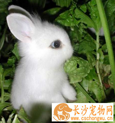 兔子吃撑了怎么办 牧草可以无限量喂食