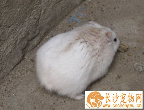 仓鼠身体发抖 如何为仓鼠检查身体状况