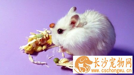 仓鼠为什么会抽搐 它的心跳速度跟人的不同