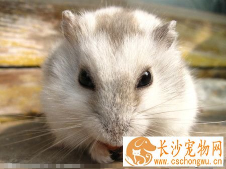 仓鼠抽搐怎么办 及时的给仓鼠诊断治疗