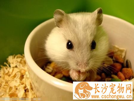 仓鼠眼睛发炎了怎么办 注意仓鼠的清洁卫生
