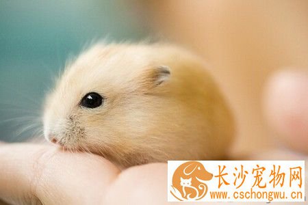 仓鼠会得什么病 仓鼠的病不会传染给人类