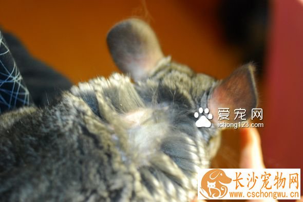 龙猫螨虫感染怎么办 生螨虫的症状以及治疗方法