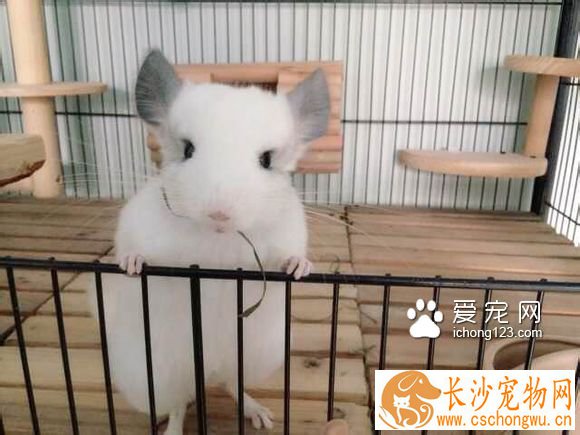 龙猫有眼屎正常吗？龙猫有眼屎怎么办？