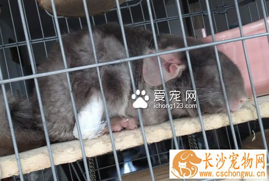 龙猫外伤症状。