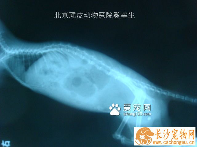 龙猫泌尿结石X光照片。