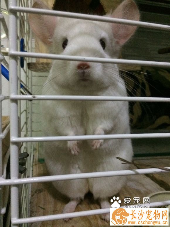 龙猫毛球症症状及治疗。