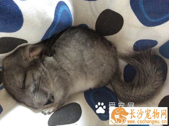 龙猫忧郁症怎么办？龙猫忧郁症的症状[图]及治疗