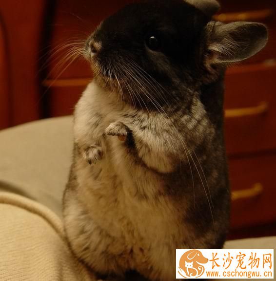 龙猫严重腹泻如果不及时治疗，容易转为肠炎。