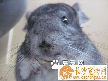 引起龙猫软便的原因