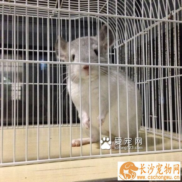 龙猫掉毛的原因及治疗方法