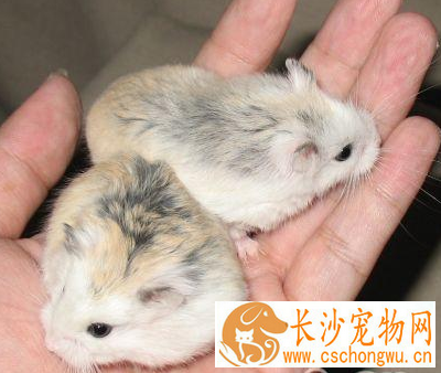 仓鼠为什么不怀孕 可能仓鼠之间交配不成功