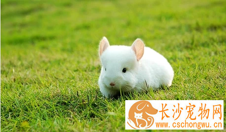 龙猫拉稀怎么办 治疗肠炎的正确方法