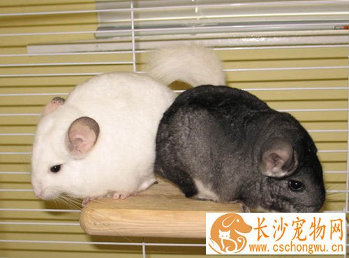 龙猫便秘了怎么办 通过饮食与运动治疗