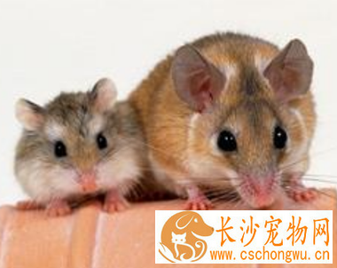 仓鼠快死了怎么办 仓鼠常见疾病及治疗