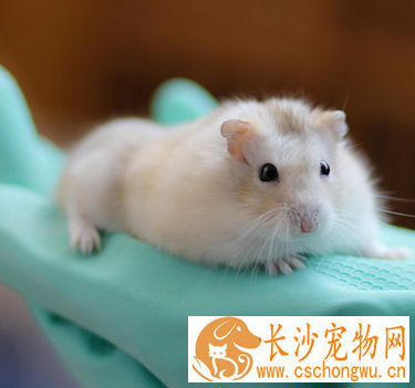 仓鼠湿尾症状 湿尾症是由真菌引起的