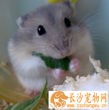 仓鼠为什么会脱肛 脱肛有很多原因造成