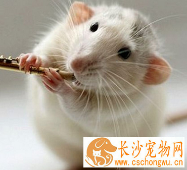 仓鼠脱肛怎么办 注意及时的给予治疗