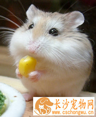仓鼠湿尾怎么办 是一种非常严重的疾病