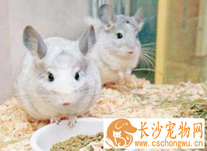 龙猫拉肚子怎么办 治病期间不能乱吃零食
