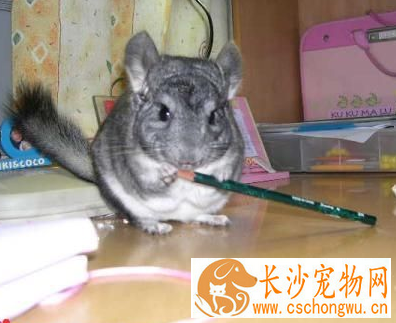 龙猫大便干燥 便秘也是龙猫生病的表现