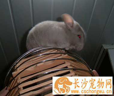 龙猫生病了怎么办 先确定龙猫所患的疾病