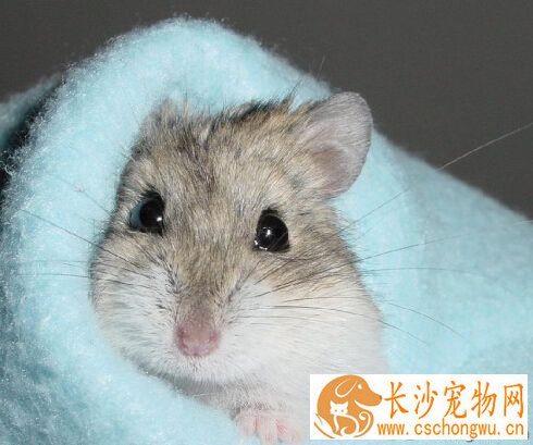 仓鼠感冒了怎么办 人的感冒会传染给仓鼠