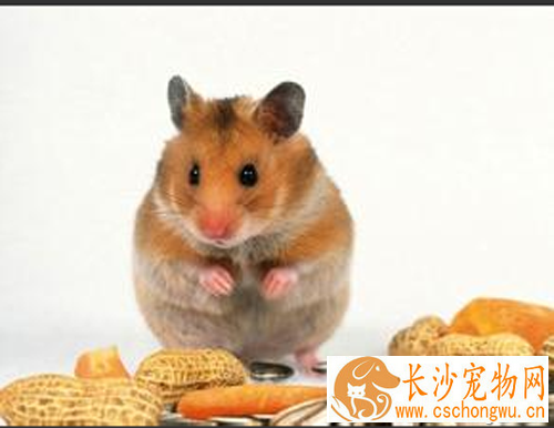仓鼠中暑怎么办 教你解决仓鼠中暑