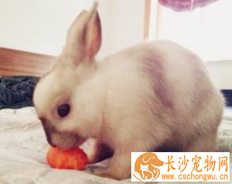 兔子的大肠杆菌病怎么治 幼兔最易感染