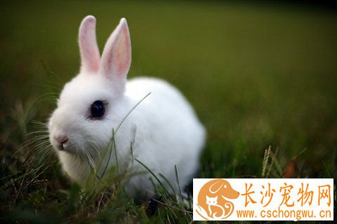 兔子四肢抽搐怎么办 找对病因对症下药