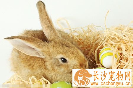 兔子流口水是什么病 兔兔患上了口腔炎
