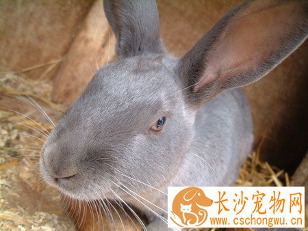 法国安哥拉兔生病了怎么办 多观察提前发现