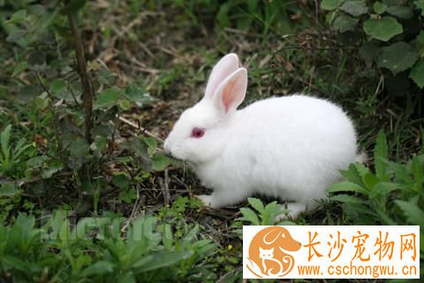 中国白兔生病了怎么办 及时发现尽快处理