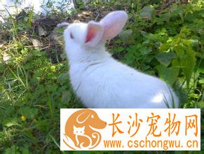 新西兰兔生病了怎么办 避免吃带水的食物
