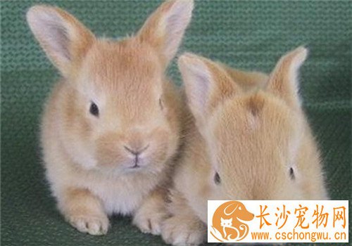 忌廉兔好养吗 忌廉兔抵抗力很强不易生病