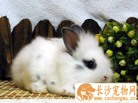 狮子兔好养吗 保持笼舍的卫生不要让其生病
