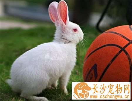 佛州大白兔生病了怎么办 注意食物的安全性