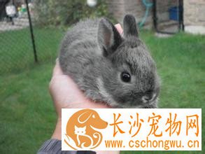 青紫蓝兔生病了怎么办 粗略判断尽快用药