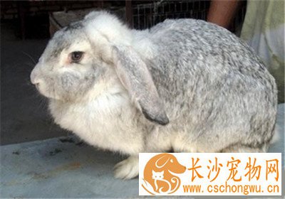 公羊兔生病了怎么办 及时发现尽快处理
